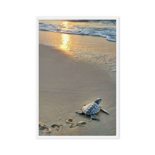 First Steps: Baby Sea Turtle on Sunrise Beach - Image 6